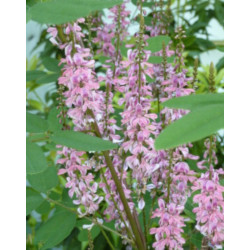Indigofera amblyantha