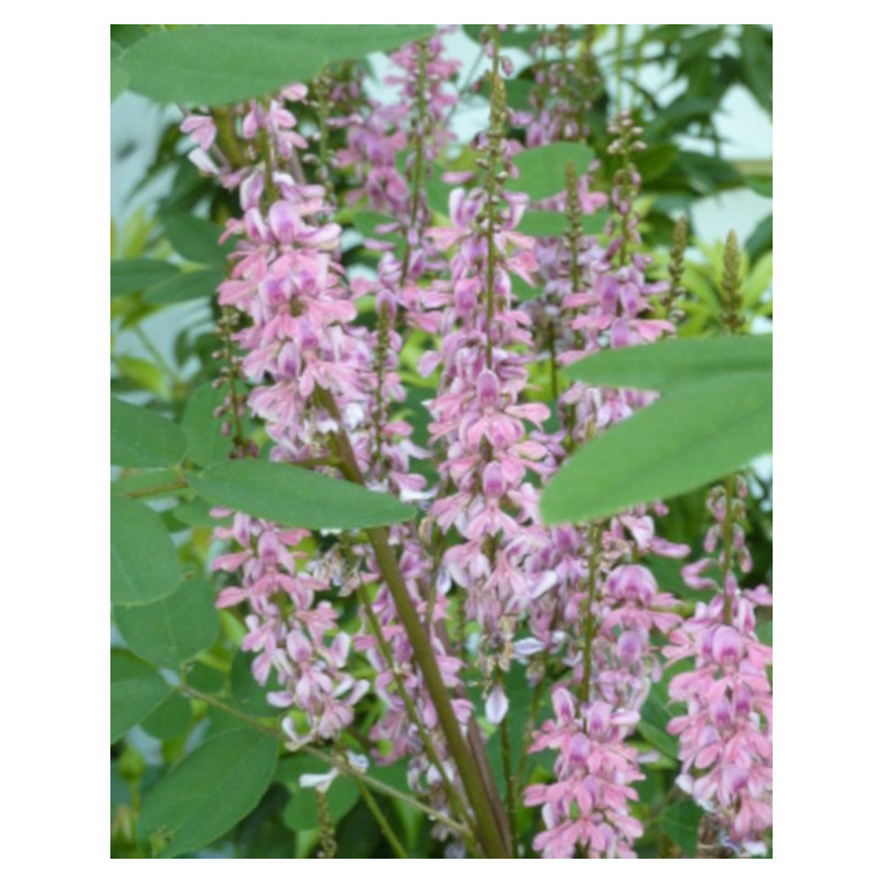 Indigofera amblyantha