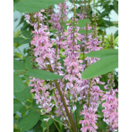 Indigofera amblyantha
