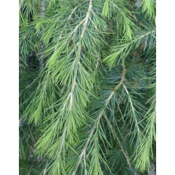 Cedrus deodara