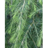 CEDR HIMALAJSKI Cedrus deodara