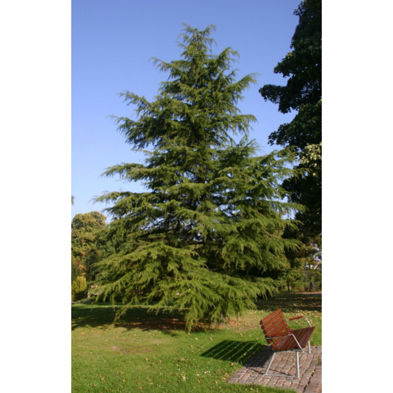 CEDR HIMALAJSKI Cedrus deodara