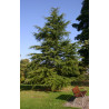 CEDR HIMALAJSKI Cedrus deodara