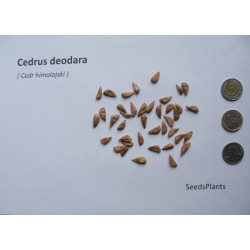 Cedrus deodara