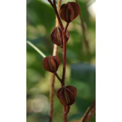 Exochorda racemosa