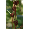 OBIELA WIELKOKWIATOWA Exochorda racemosa