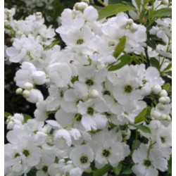 Exochorda racemosa