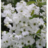 OBIELA WIELKOKWIATOWA Exochorda racemosa