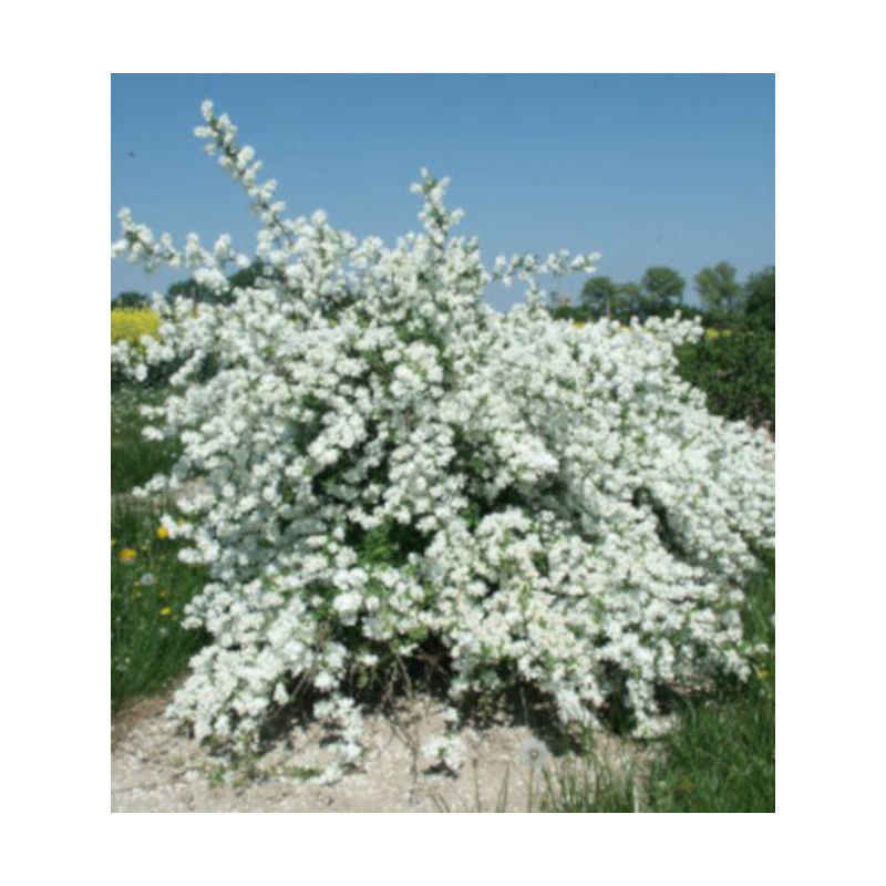 Exochorda racemosa