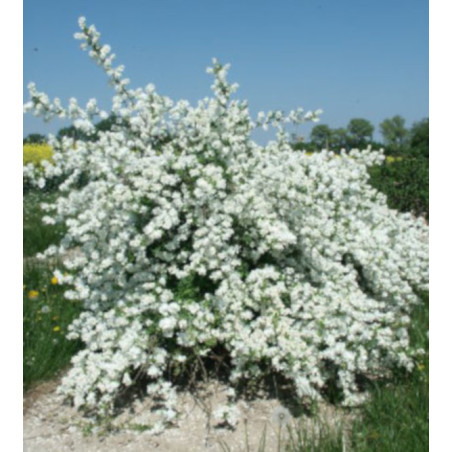 Exochorda racemosa