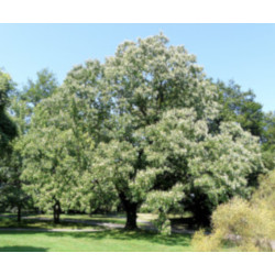 Hovenia dulcis