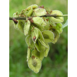 WIĄZ SZYPUŁKOWY Ulmus laevis