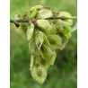 WIĄZ SZYPUŁKOWY Ulmus laevis