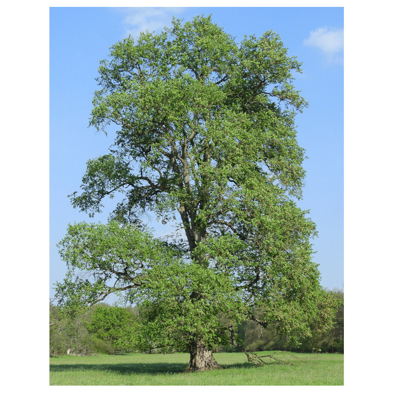 WIĄZ SZYPUŁKOWY Ulmus laevis