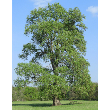 WIĄZ SZYPUŁKOWY Ulmus laevis