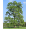 WIĄZ SZYPUŁKOWY Ulmus laevis