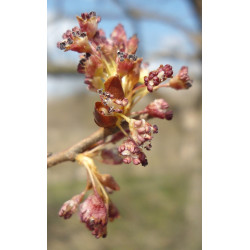 WIĄZ SZYPUŁKOWY Ulmus laevis