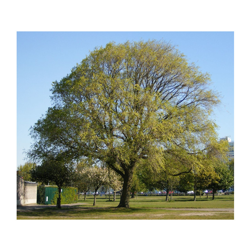 WIĄZ SYBERYJSKI Ulmus pumila