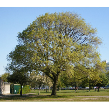WIĄZ SYBERYJSKI Ulmus pumila