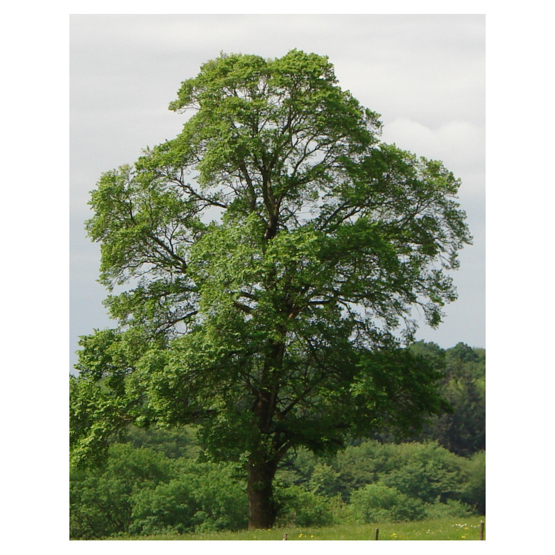 Ulmus carpinifolia