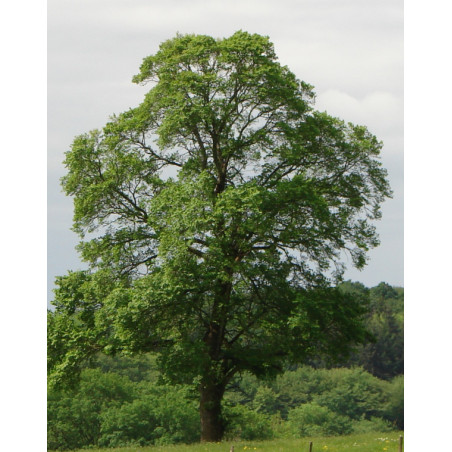 Ulmus carpinifolia