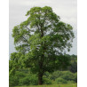 Ulmus carpinifolia