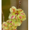 Ulmus carpinifolia