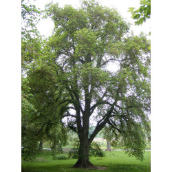 WIĄZ GÓRSKI Ulmus glabra
