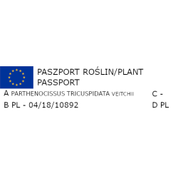 WINOBLUSZCZ TRÓJKLAPOWY VEITCHII