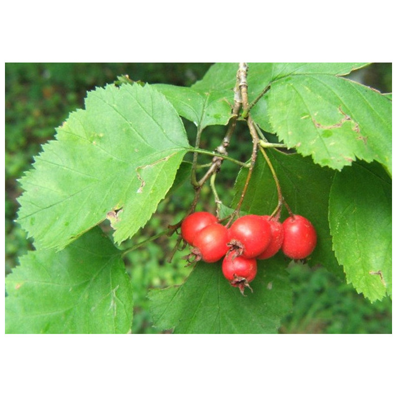 GŁÓG SZKARŁATNY Crataegus coccinea