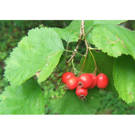GŁÓG SZKARŁATNY Crataegus coccinea