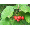 GŁÓG SZKARŁATNY Crataegus coccinea