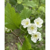 GŁÓG SZKARŁATNY Crataegus coccinea