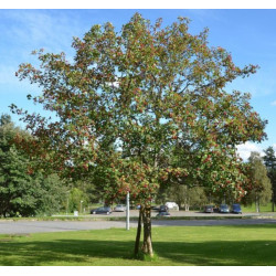 GŁÓG SZKARŁATNY Crataegus coccinea
