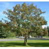 GŁÓG SZKARŁATNY Crataegus coccinea