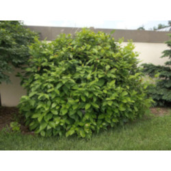 KIELICHOWIEC WONNY Calycanthus floridus