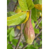 KIELICHOWIEC WONNY Calycanthus floridus