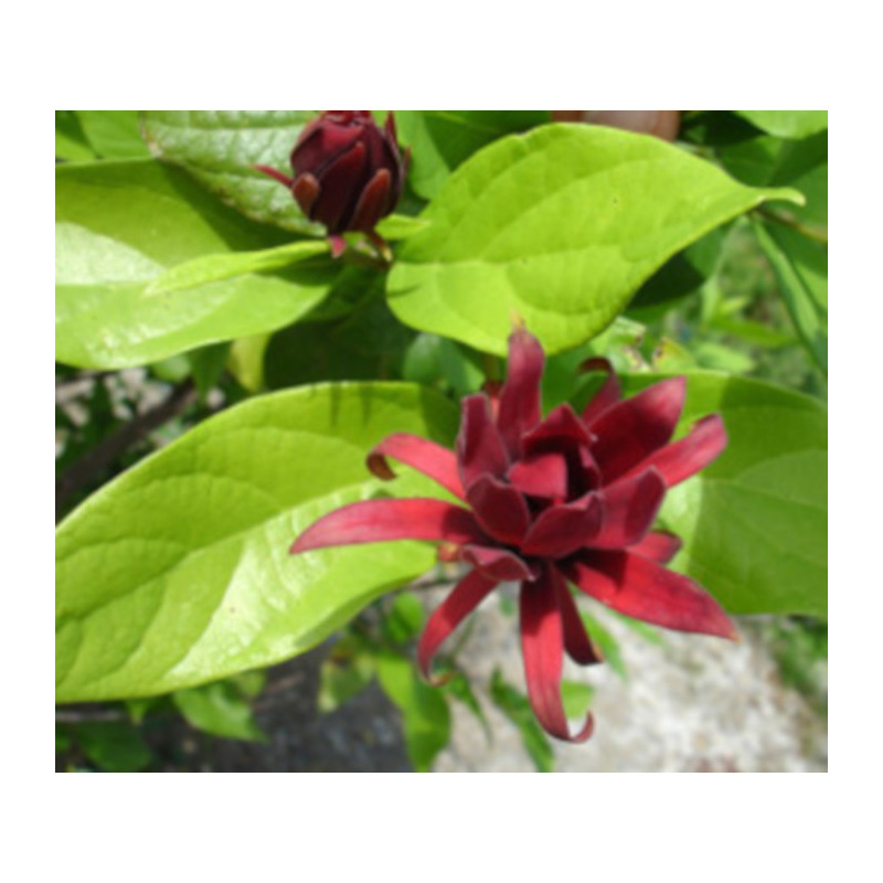 KIELICHOWIEC WONNY Calycanthus floridus