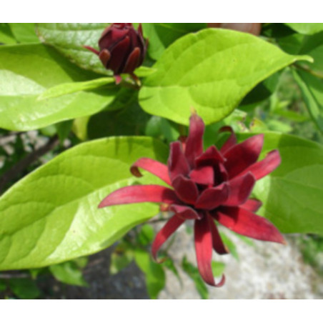 KIELICHOWIEC WONNY Calycanthus floridus