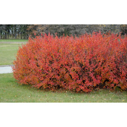 IRGA BŁYSZCZĄCA Cotoneaster lucidus