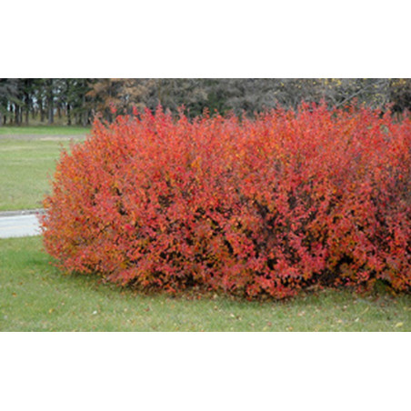 Cotoneaster lucidus