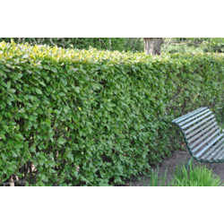 IRGA BŁYSZCZĄCA Cotoneaster lucidus