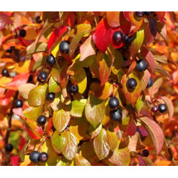 IRGA BŁYSZCZĄCA Cotoneaster lucidus