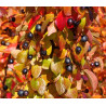 IRGA BŁYSZCZĄCA Cotoneaster lucidus