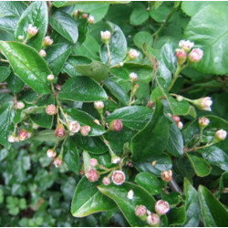 Cotoneaster lucidus
