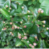 Cotoneaster lucidus