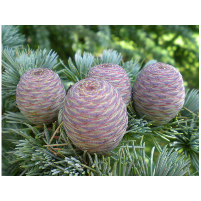 Cedrus atlantica