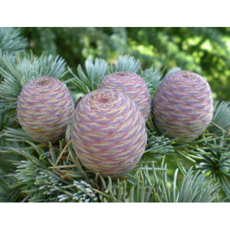 CEDR ATLASKI Cedrus atlantica
