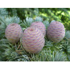 CEDR ATLASKI Cedrus atlantica