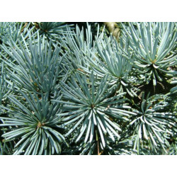 Cedrus atlantica